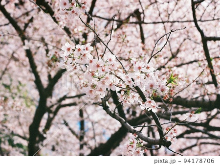 桜の花 桜の花 94178706