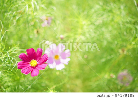 花壇に咲いてるキレイなコスモス 94179188