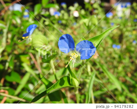 鮮やかな青い花「ツユクサ」 94179282
