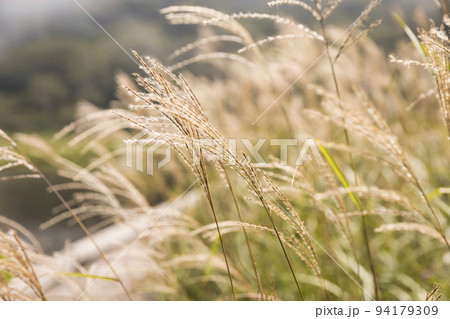 風に揺れるススキ 94179309