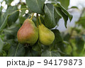 Pears on a branch. Vegetable background macro texture copyspace. Good quality photos 94179873