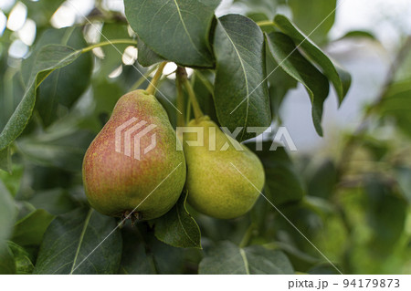 Pears on a branch. Vegetable background macro texture copyspace. Good quality photos Pears on a branch. Vegetable background macro texture copyspace. Good quality photos 94179873