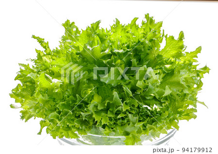 フリルレタス 94179912