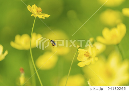 公園の風景　満開のキバナコスモス　宮城県川崎町 94180266