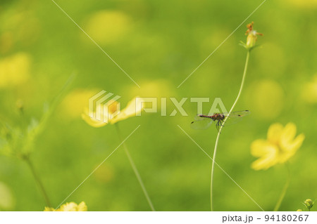 公園の風景　満開のキバナコスモス　宮城県川崎町 94180267