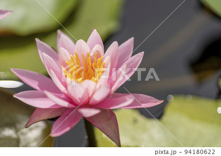 公園の風景　池に咲く睡蓮　宮城県川崎町 94180622