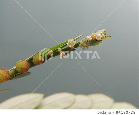 道端や畑に多く見られる雑草「コミカンソウ」の花と果実 道端や畑に多く見られる雑草「コミカンソウ」の花と果実 94180728