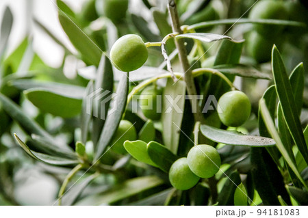 Olive branch closeup view 94181083