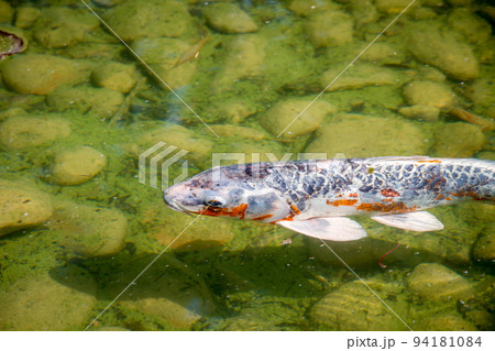 Koi carp in a japanese garden pond 94181084