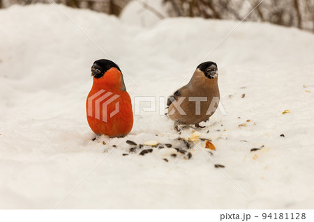 Eurasian Bullfinch. Male and female on the snow 94181128