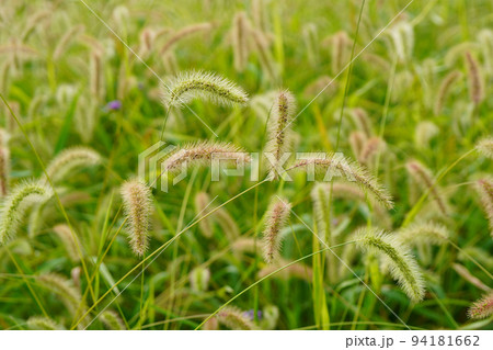 晩夏、小花付きのアキノエノコログサかな？ 94181662
