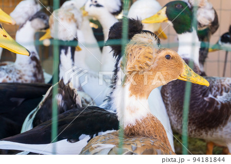 Decorative crested tufted, dutch ducks in a cage 94181844