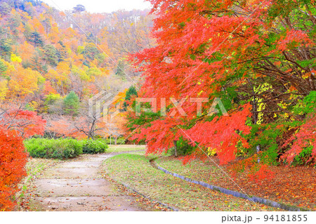 鮮やかな紅葉の七北田ダム湖畔公園 鮮やかな紅葉の七北田ダム湖畔公園 94181855