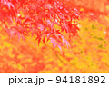 美しい紅葉・背景、テクスチャ 94181892