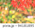 紅葉の木の葉 94181895