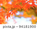 紅葉の木の葉 94181900