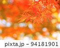 紅葉の木の葉 94181901