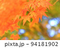 紅葉の木の葉 94181902