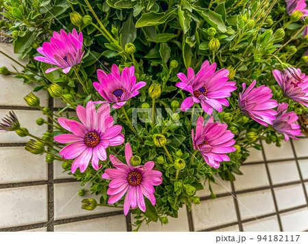 壁伝いに咲く鮮やかなピンクの花 壁伝いに咲く鮮やかなピンクの花 94182117