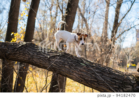 Jack russell terrier dog for a walk in the autumn forest. 94182470