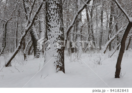 Snow winter in the forest, snowy windows Snow winter in the forest, snowy windows 94182843