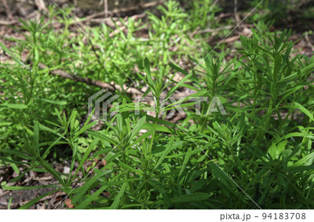 Galium aparine In the morning forest Galium aparine In the morning forest 94183708