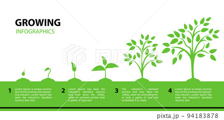 Infographic growing tree. Stages of plant growth from a green leaf to an adult tree. Infographic growing tree. Stages of plant growth from a green leaf to an adult tree. 94183878