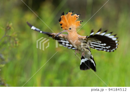 Eurasian hoopoe landing on green meadow in summertime 94184512