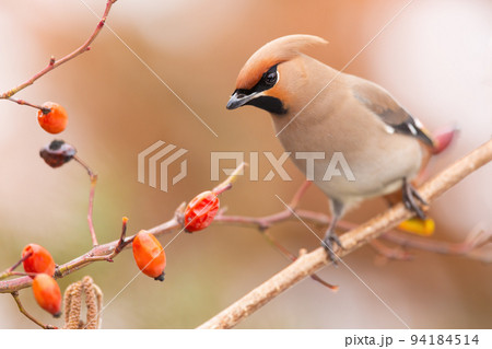 Bohemian waxwing sitting on rosehip in autumn nature 94184514