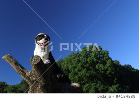 鳩山町の青空と緑が美しい愛郷の里の木の上で空を見つめる麦わら帽子の可愛いボストンテリアのマイティ君♡ 94184839