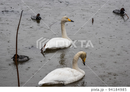 雨の日のオオハクチョウ 94184985