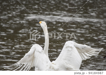 雨のなか羽ばたく白鳥 94184987