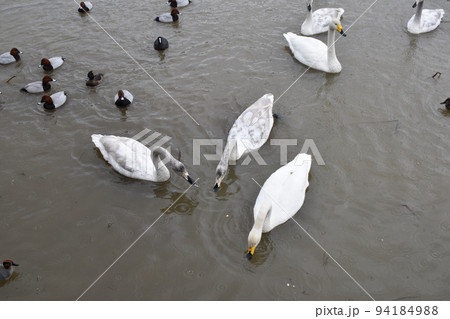 長嶺大池の白鳥とカモたち 長嶺大池の白鳥とカモたち 94184988
