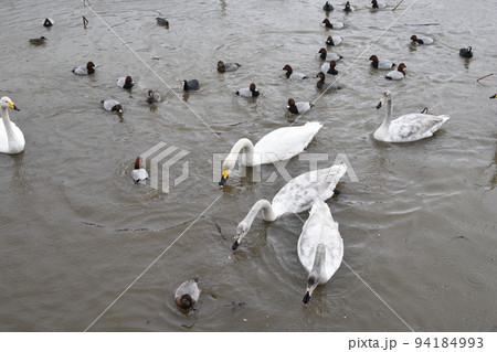 長嶺大池の白鳥とカモたち 94184993