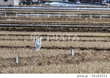 ダイサギ 94185033