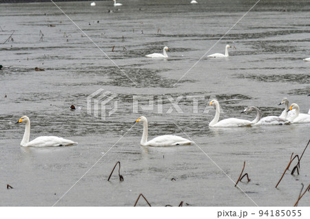 雨の長嶺大池の白鳥 94185055