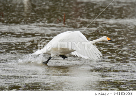 白鳥の離水 白鳥の離水 94185058