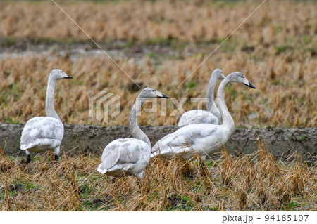 田んぼの白鳥 田んぼの白鳥 94185107