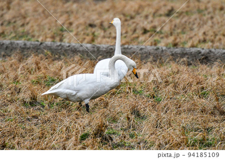 田んぼの白鳥 94185109