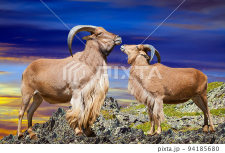 Standing couple of barbary sheeps 94185680