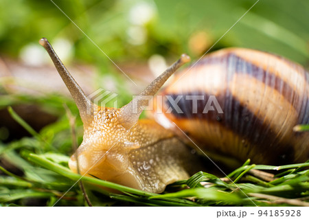 Inquisitive garden snail Helix pomatia crawls in the grass and looks into the camera. 94185928