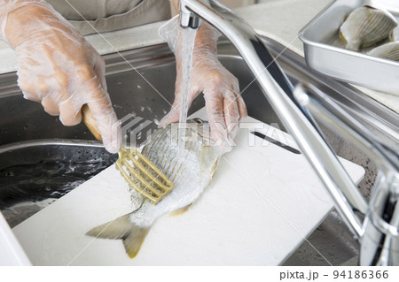 キッチンで魚を料理する日本人の主婦の手元、釣魚のヘダイを料理する キッチンで魚を料理する日本人の主婦の手元、釣魚のヘダイを料理する 94186366