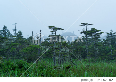foggy morning landscape with beautiful mossy stunted pines and the roofs of village houses in the background foggy morning landscape with beautiful mossy stunted pines and the roofs of village houses in the background 94187102