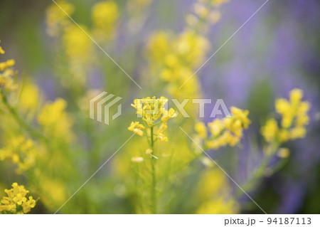 自然に咲く花 自然に咲く花 94187113