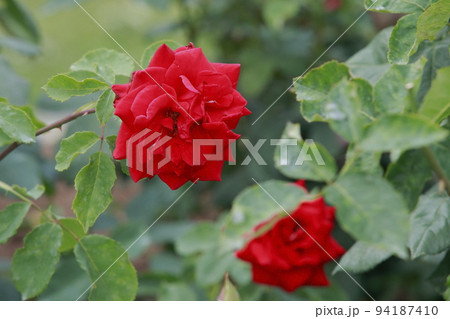 荒尾市 おもやい市民花壇 バラの花、 荒尾市 おもやい市民花壇 バラの花、 94187410