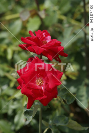 荒尾市　おもやい市民花壇　バラの花、 94187436