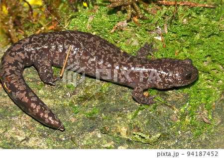 Closeup on the rare spotted Shahami salamander, Hynobius naevius, endemic to Japan sitting on green moss 94187452