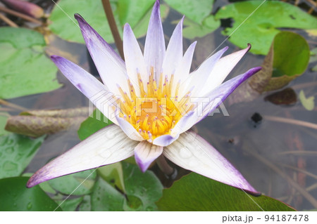 熱帯スイレンの紫色花：花菜ガーデン【緑背景】 94187478