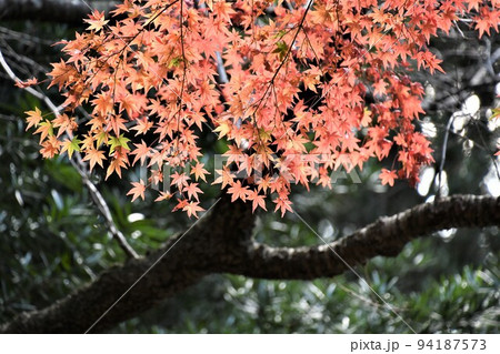 修善寺公園の紅葉 修善寺公園の紅葉 94187573