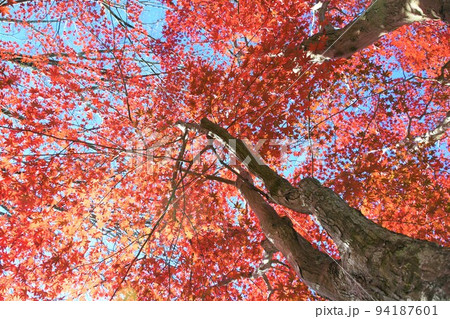 修善寺公園の紅葉 修善寺公園の紅葉 94187601